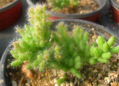 Grown Apple Cactus - BooBoo Plant live terrarium necklace plant 
