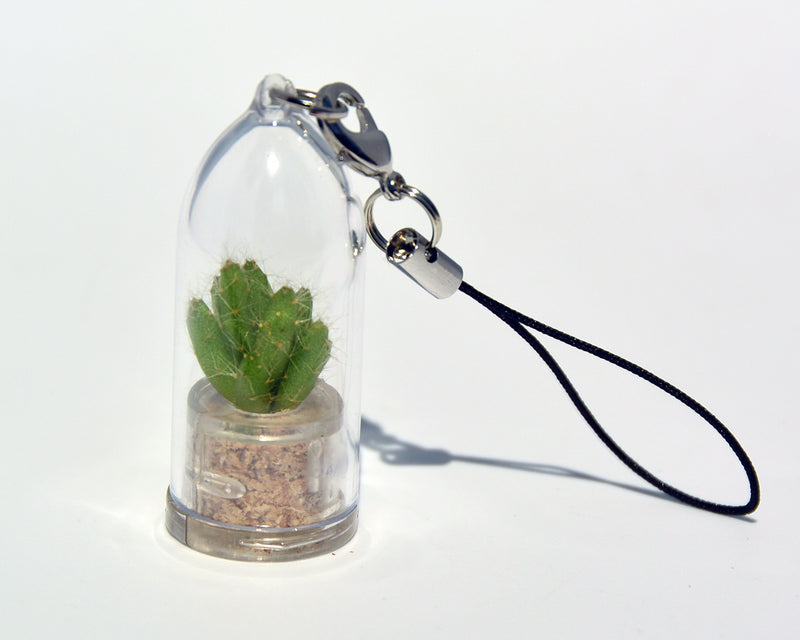 succulent plant necklace Apple Cactus - Live Miniature Terrarium Necklace Plant