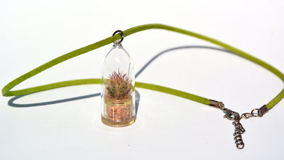 Arizona Cactus Live Necklace Plant - Terrarium Sued Green Necklace BooBoo Plant