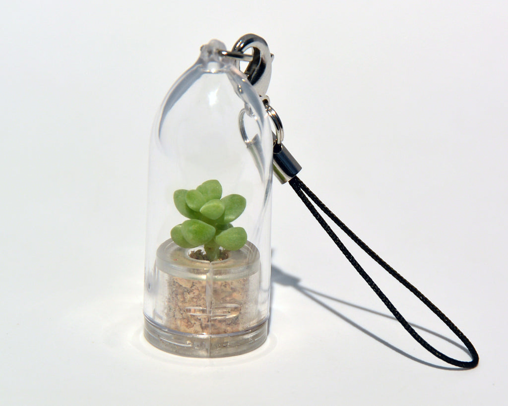 bobbly succulent Bubbly - Live Miniature Terrarium Necklace Plant