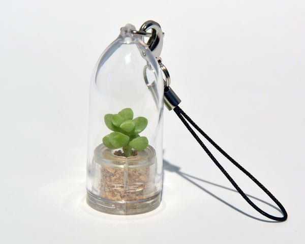 Bubbly Live Plant Necklace - Terrarium Live Plant necklace - BooBoo Plant