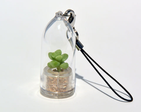 Bubbly Live Plant Necklace - Terrarium Live Plant necklace - BooBoo Plant