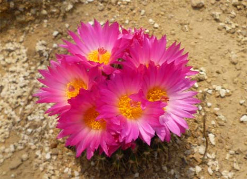 Blooming Palms cactus boo-boo plant 