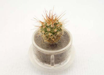 Palms Cactus terrarium Boo Boo Plant 