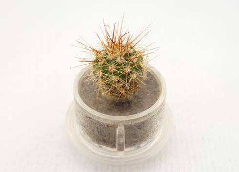 Palms Cactus terrarium Boo Boo Plant 