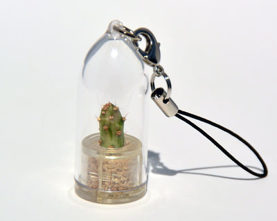 Goldy - Live Plant Necklace - Terrarium Boo-Boo Plant 