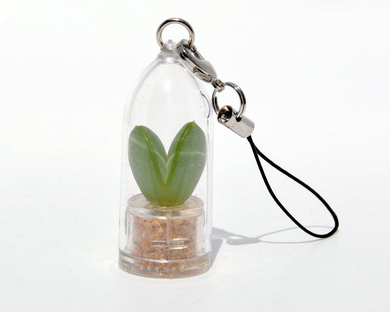 Sweetheart - Live Plant Necklace