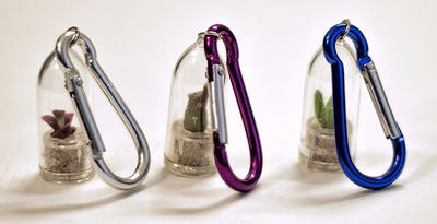 Mini terrarium plants with clips selection