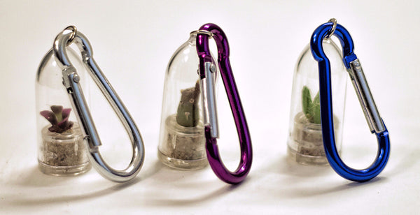 Mini terrarium plants with clips selection