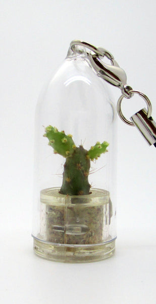 Baby Baobab Miniature terrarium live cactus plants