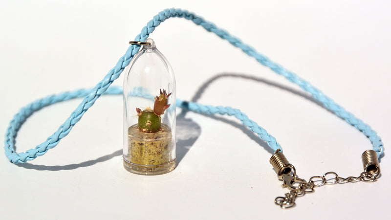 Needle - Live Plant Necklace - Terrarium Woven Blue Necklace Boo-Boo Plant 