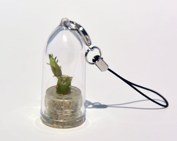 Needle - Live Plant Necklace - Terrarium Living Plant 