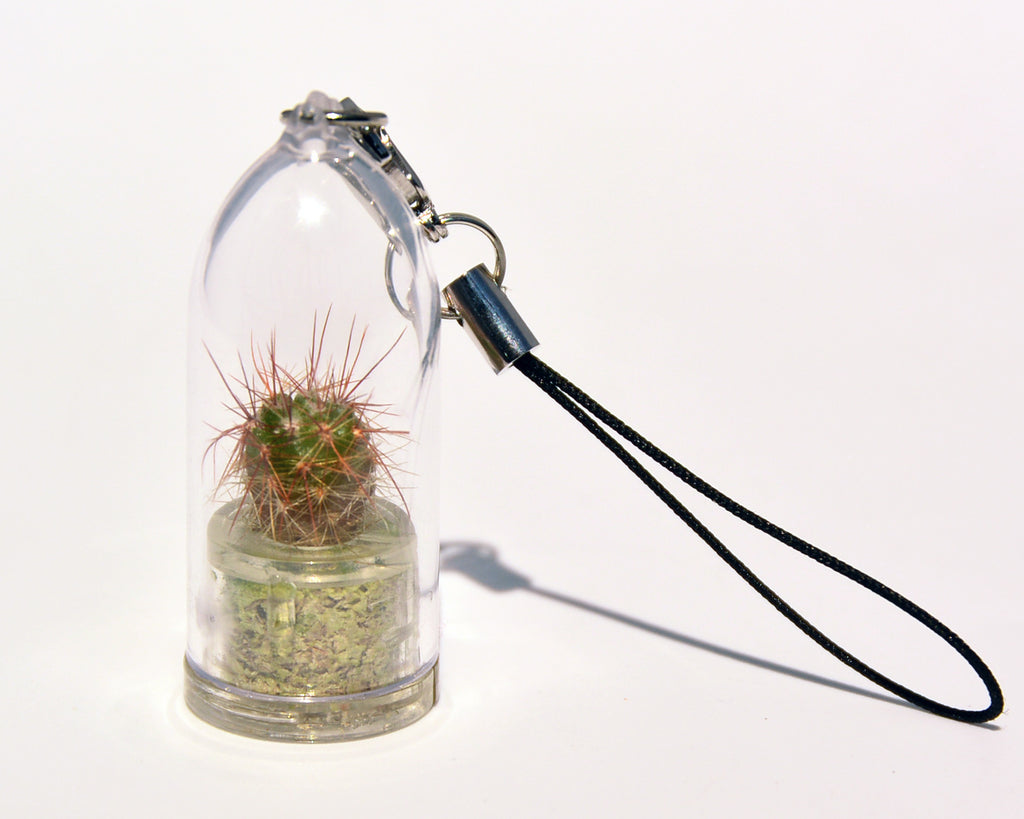 Palms Live Necklace - Tiny Terrarium Living Plant. BooBoo Plant