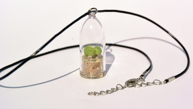 Pearls Live Necklace Plant - Terrarium Leather Cowhide Necklace plant BooBoo Plant.