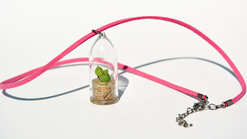 Pearls Live Necklace Plant - Terrarium Suede Pink Necklace plant BooBoo Plant.