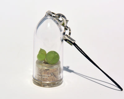Pearls Live Necklace Plant - Terrarium Necklace plant BooBoo Plant.