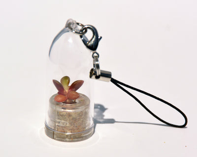 Pinky Rose Live Plant Necklace - Terrarium Living Plant BooBoo Plant.