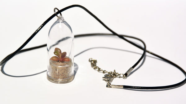 Pinky Rose Live Plant Necklace - Terrarium Leather Cowhide Necklace Living Plant BooBoo Plant.
