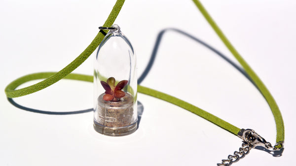 Pinky Rose Live Plant Necklace - Terrarium Suede Green Living Plant BooBoo Plant.