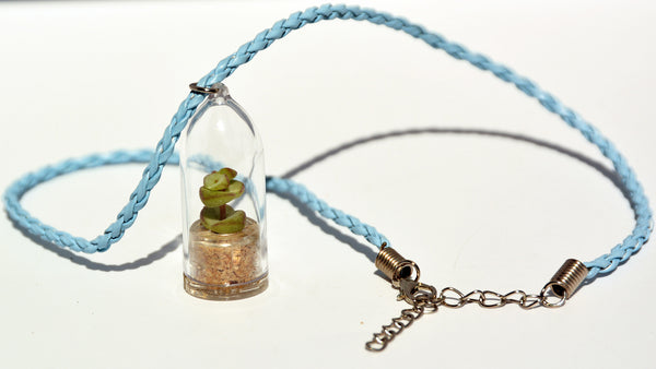 Tulip Live Necklace Plant - Terrarium Woven Blue Necklace Succulent BooBoo Plant