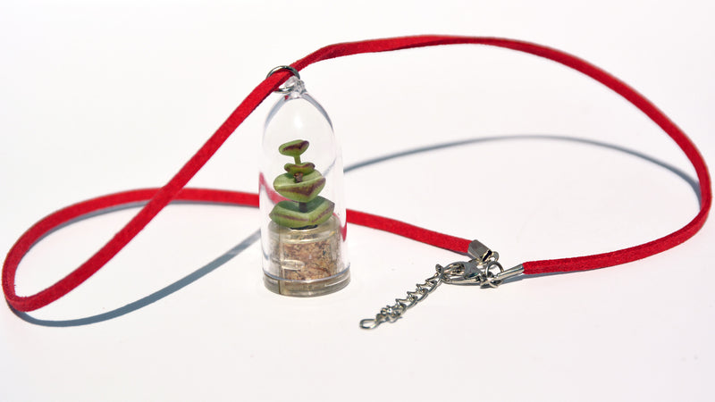 Tulip Live Necklace Plant - Terrarium Suede Red Necklace Succulent BooBoo Plant