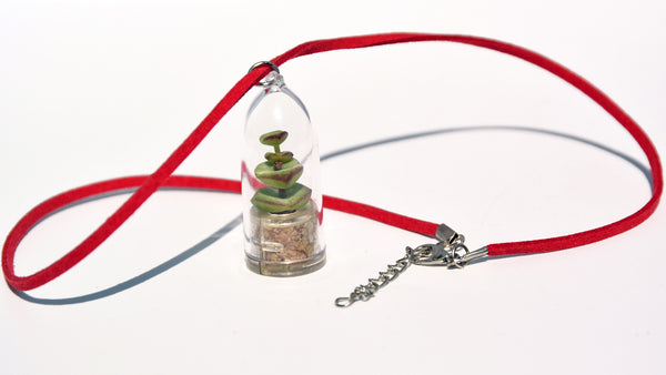 Tulip Live Necklace Plant - Terrarium Suede Red Necklace Succulent BooBoo Plant