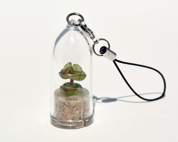 Tulip Live Necklace Plant - Terrarium Necklace Succulent BooBoo Plant