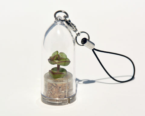 Tulip Live Necklace Plant - Terrarium Necklace Succulent BooBoo Plant