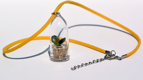 Wings Live Necklace Plant - Terrarium Suede Yellow Necklace BooBoo Plant