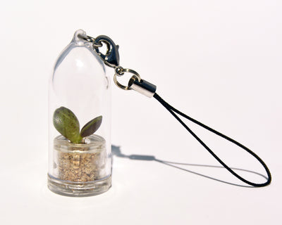 Wings Live Necklace Plant - Terrarium Plant Necklace BooBoo Plant