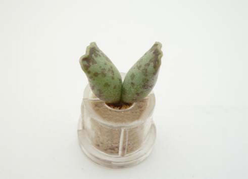 Wings boo-boo plant, miniature terrarium live jewelry plant